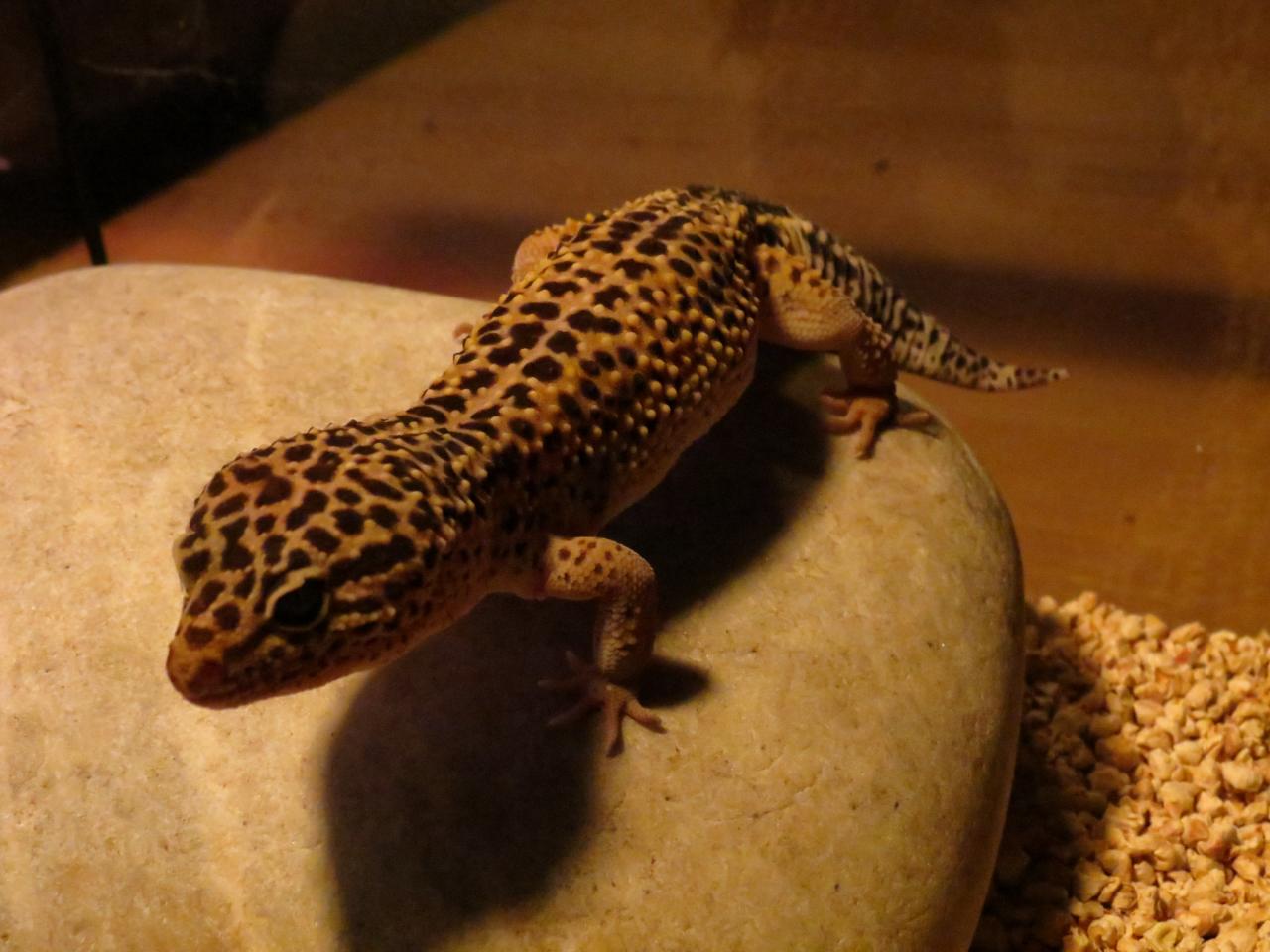 Vente de criquet vivant pour reptile pogona gecko leopard