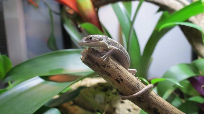 Abronia graminea