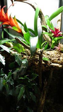 Terrarium Abronia graminea