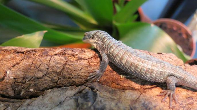 Abronia graminea