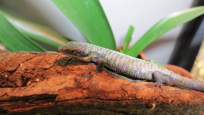 Abronia graminea
