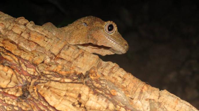 Mniarogekko chahoua