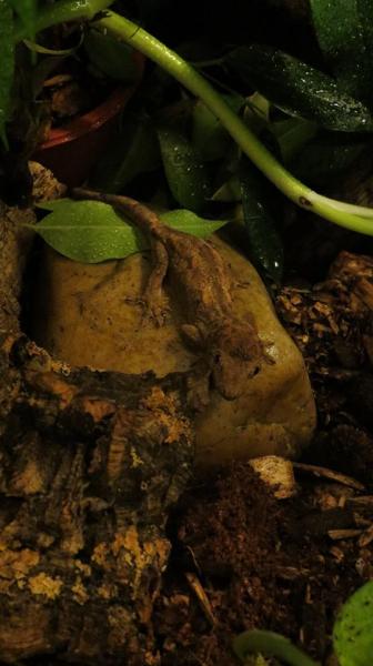 Mniarogekko chahoua