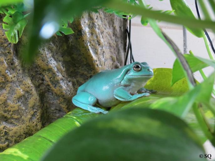 Femelle Litoria caerulea