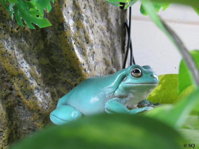 Femelle Litoria caerulea