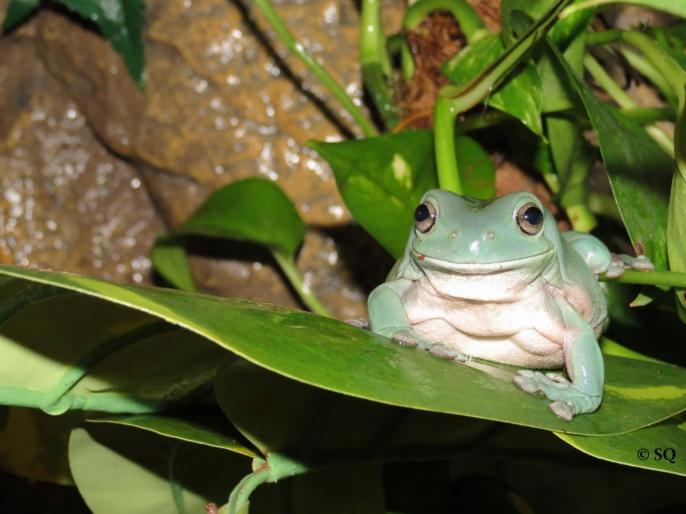 Femelle Litoria caerulea