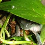 Litoria caerulea