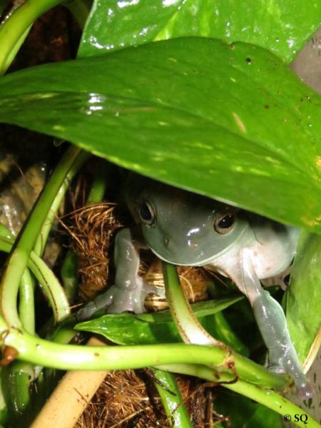 Mâle Litoria caerulea