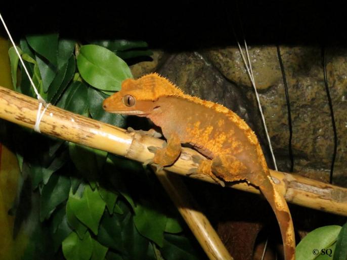 Femelle Correlophus ciliatus
