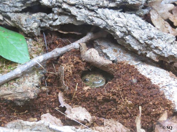 Ambystoma tigrinum juvénile