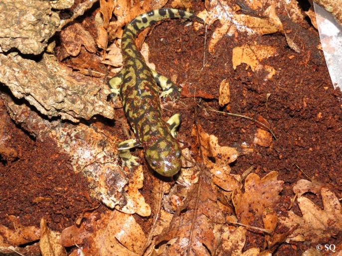Ambystoma tigrinum juvénile