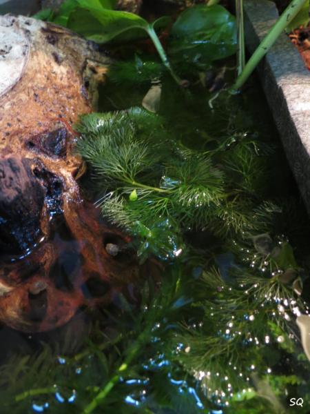 Partie aquatique du nouveau terrarium