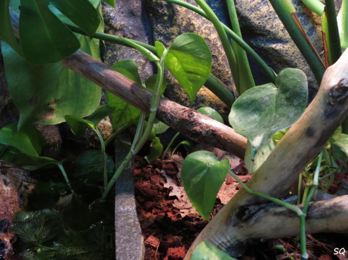 Vu d'ensemble du nouveau terrarium