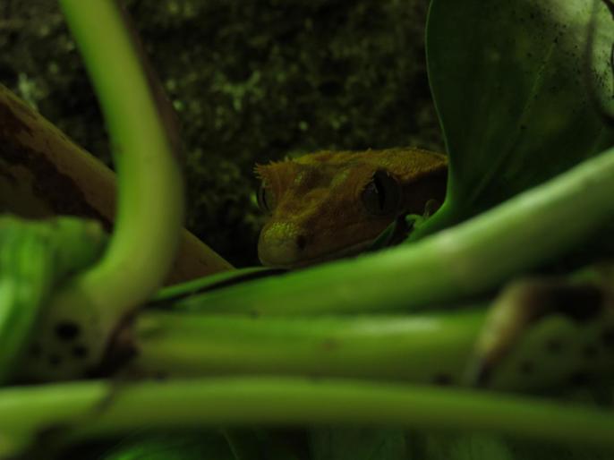 Femelle Correlophus ciliatus