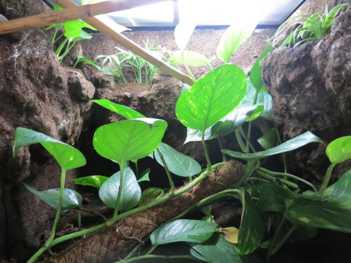 Terrarium