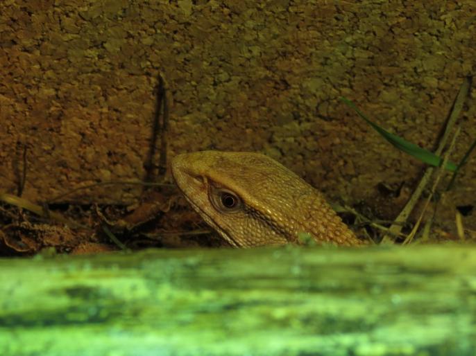 Juvénile Varanus exanthematicus