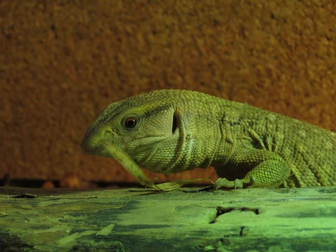 Jeune mâle Varanus exanthematicus_2