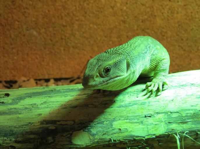 Jeune mâle Varanus exanthematicus