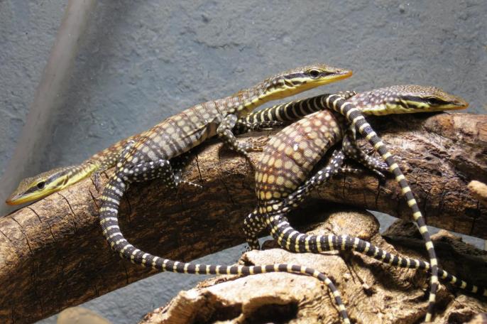 Jeunes Varanus glauerti