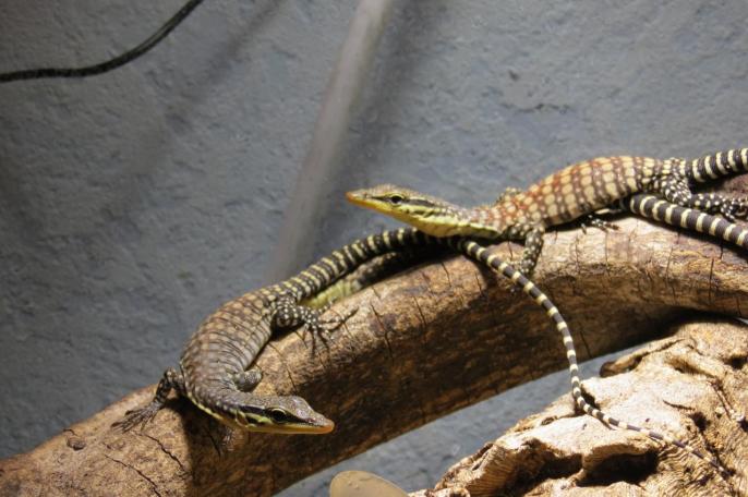 Jeunes Varanus glauerti