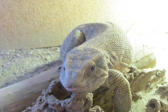 Mâle Varanus exanthematicus_2