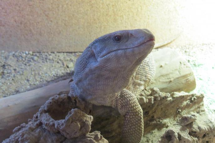 Mâle Varanus exanthematicus