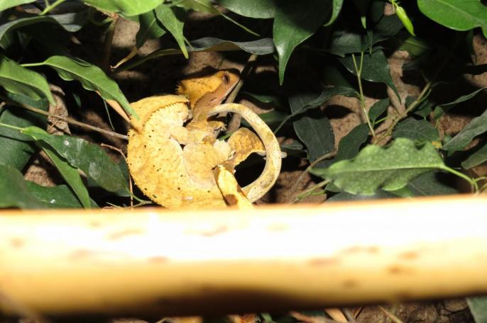 Accouplement geckos à crête
