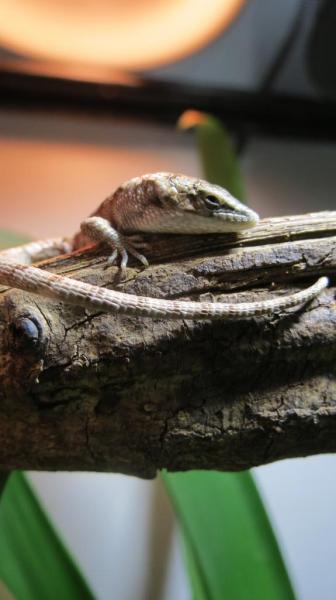 Abronia graminea