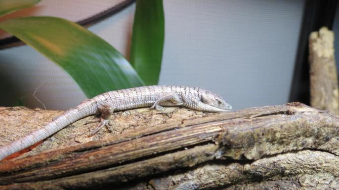 Abronia graminea