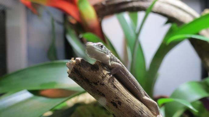 Abronia graminea