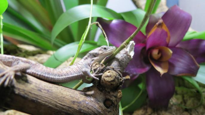 Abronia graminea