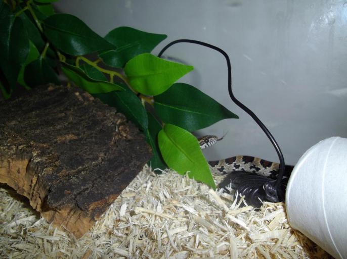 Elaphe cherchant une souris