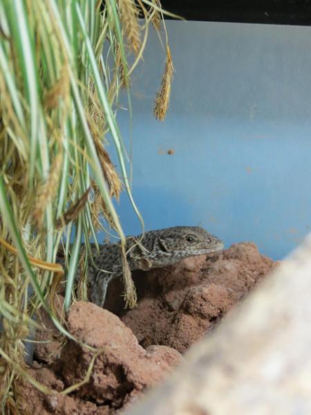 Mâle Varanus caudolineatus
