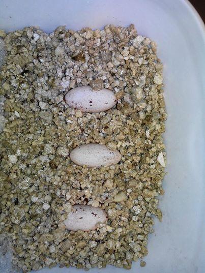 Oeufs Varanus glauerti