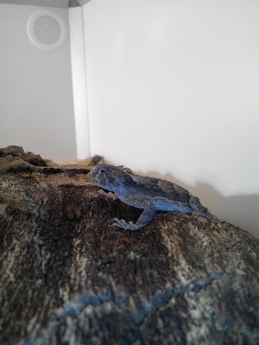 Phrynosoma platyrhinos_5