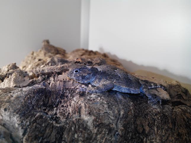 Phrynosoma platyrhinos_4