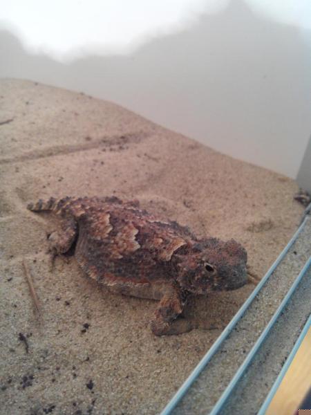 Phrynosoma platyrhinos_2
