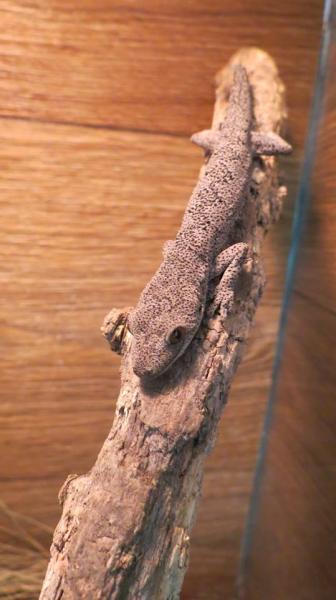 Strophurus spinigerus