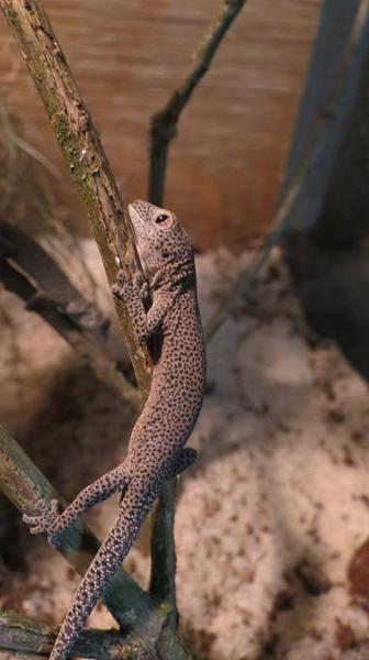Strophurus taenicauda