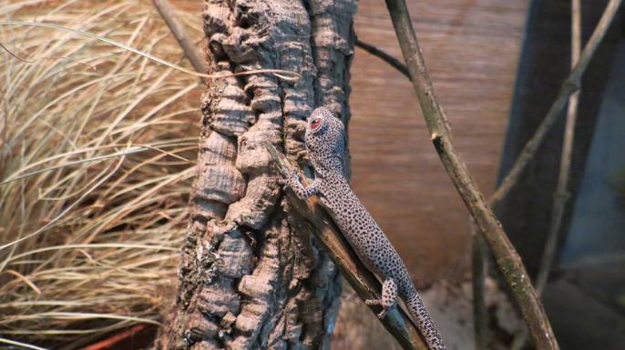 Strophurus taenicauda