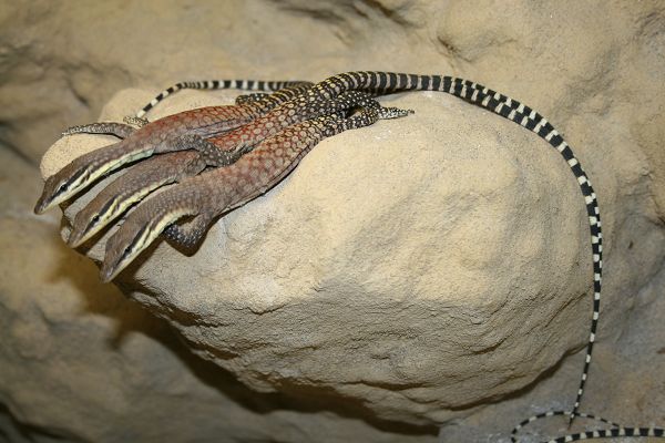 Varanus glauerti