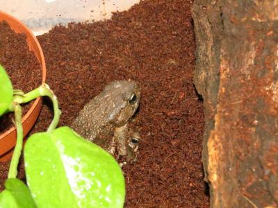 Bufo (Amietophrynus) regularis