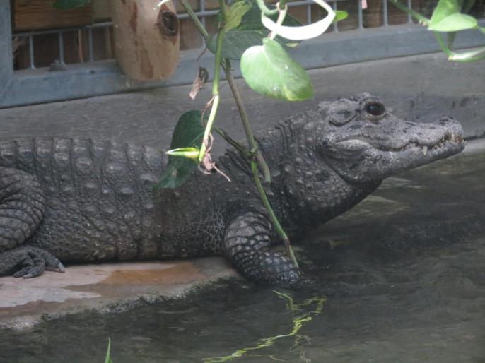 Crocodile nain africain.jpg