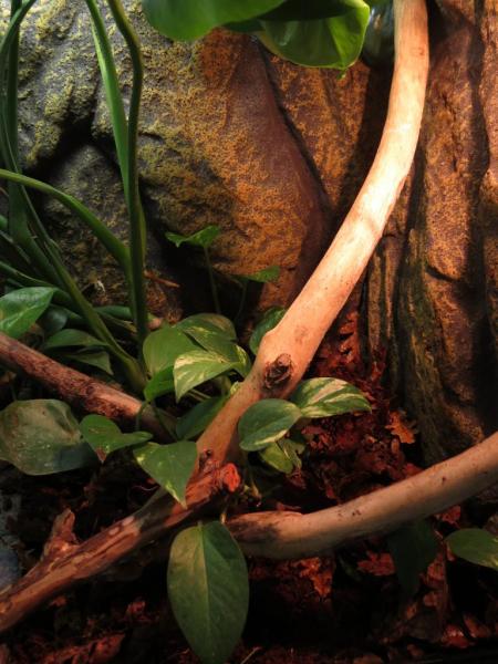 Terrarium Litoria caerulea.jpg