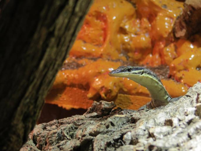 Varanus glauerti