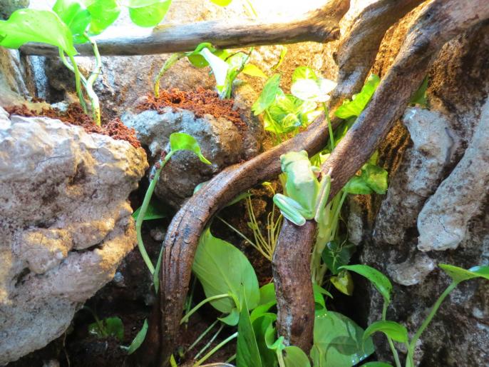 Terrarium Litoria infrafrenata