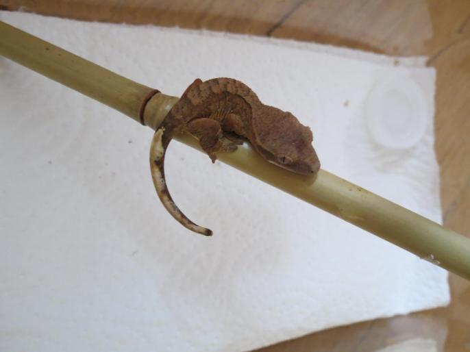 Bébé gecko à crête