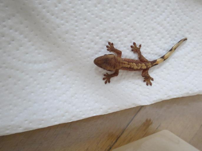 Bébé gecko à crête