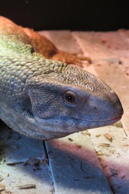 Varanus exanthematicus