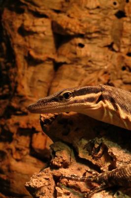 Varanus glauerti mâle adulte